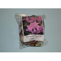 Belladonna Açucena da Serra